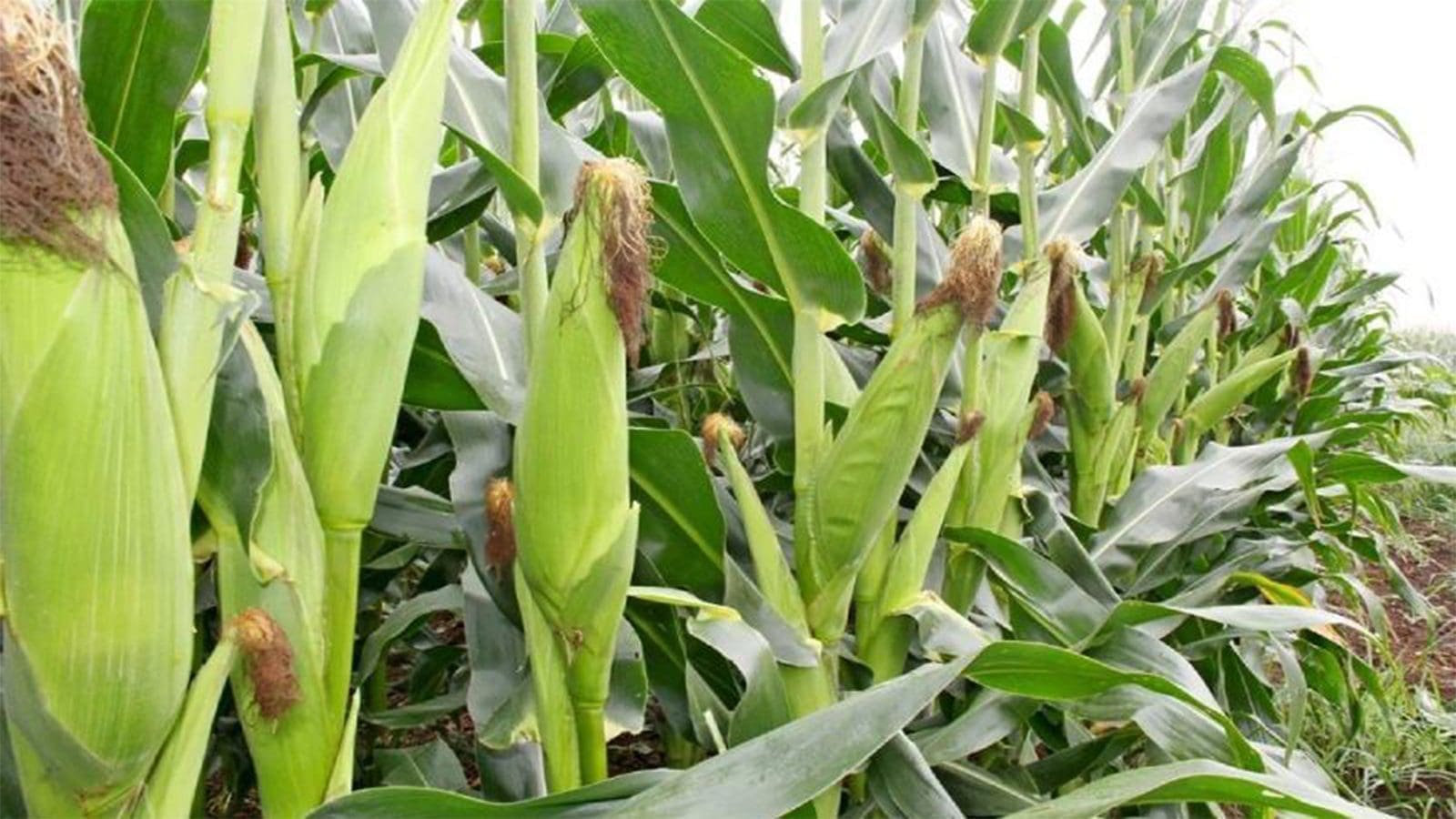 South Africa’s maize yields steady to sustain domestic demand despite decline in production