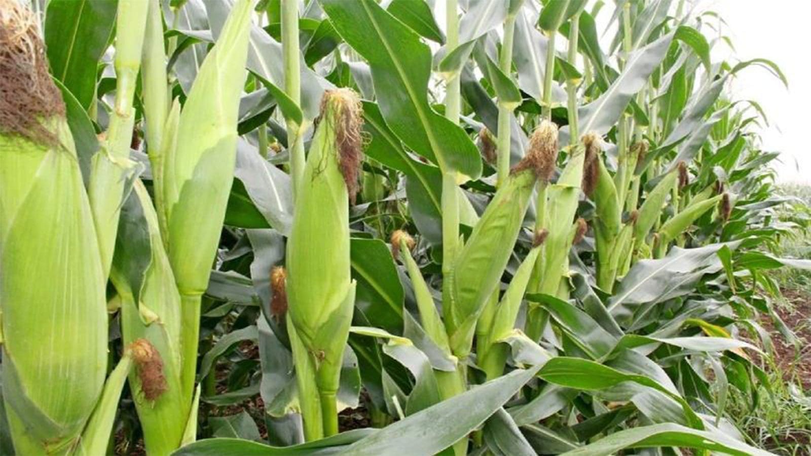 South Africa’s corn production poised for recovery in 2024/25- USDA