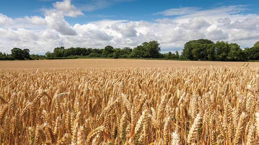 Zimbabwe embarks on a mission to enter export market after achieving wheat self-sufficiency