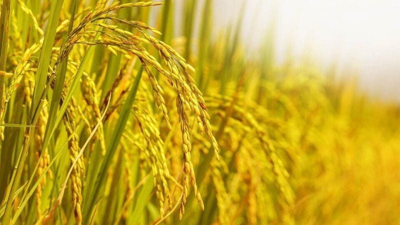 AFC steps up support for wheat production, surpasses hectarage target by 14%