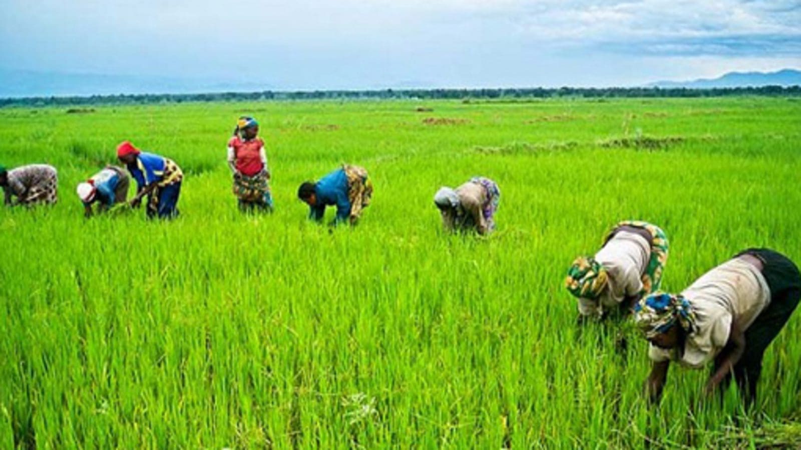 Rice farmers in West Africa to benefit from training aimed at bolstering self-sufficiency