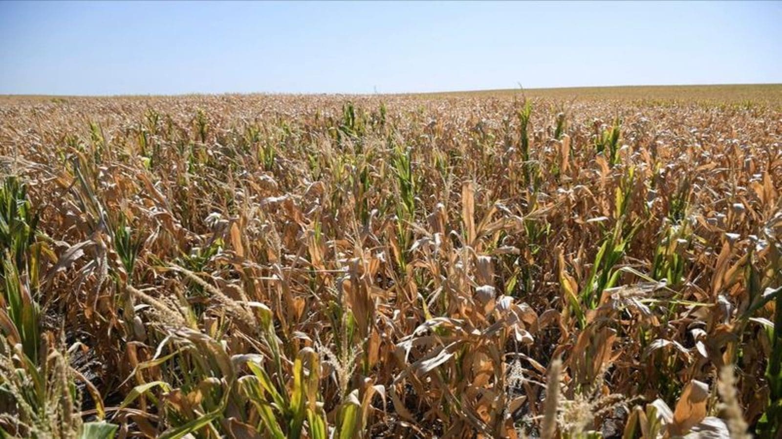 Argentina soybean, corn to decline by up to 25% as drought continues to wreak havoc on farms