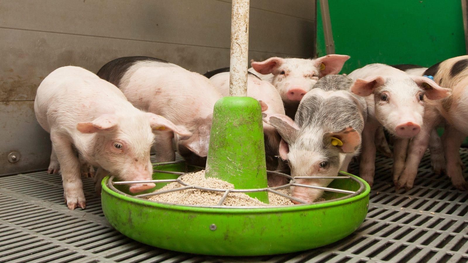 As African Swine Fever ravages pig drifts globally, formaldehyde may be the only hope for  feed plants, flags new study
