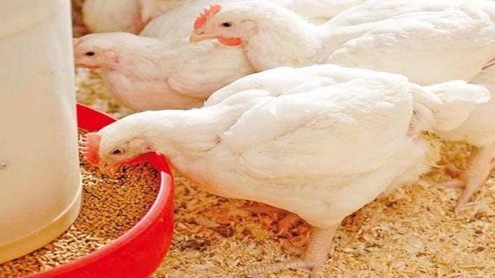 Koudijs Animal Nutrition commissions US$18M poultry feed facility in Ivory Cost - Milling Middle East & Africa Magazine Koudijs Animal Nutrition commissions US$18M poultry feed facility in Ivory Cost - Milling Middle East & Africa Magazine