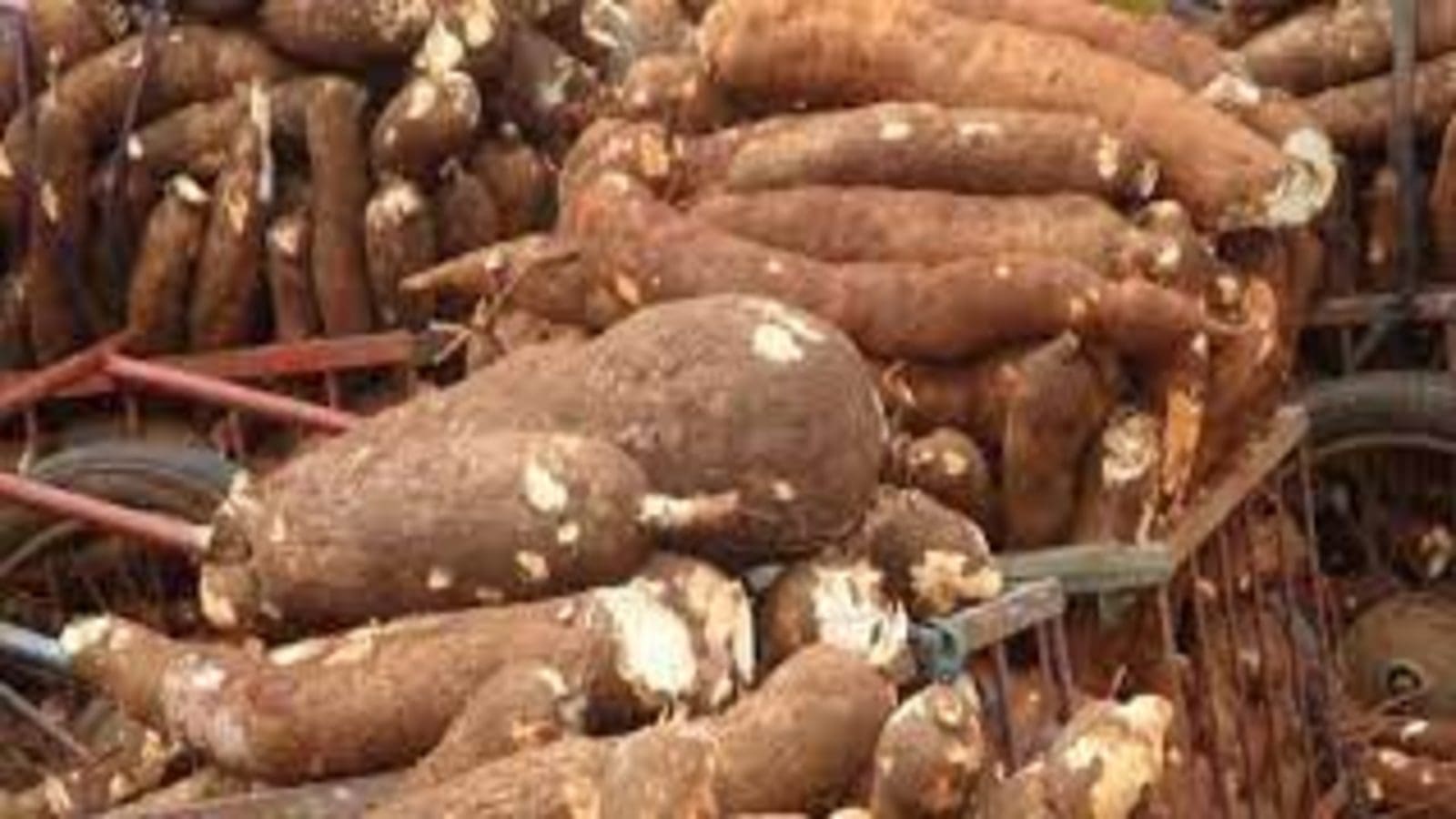 Tanzania bets big on cassava, unveils 2030 strategy to increase hectarage by 550%