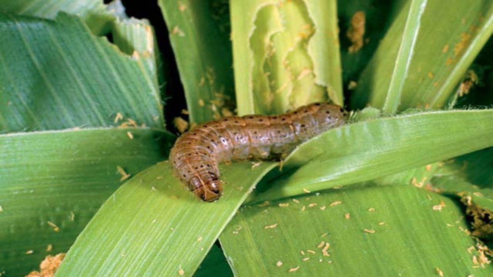 Almost all of Africa’s maize crop is at risk from devastating fall armyworm pest, study reveals