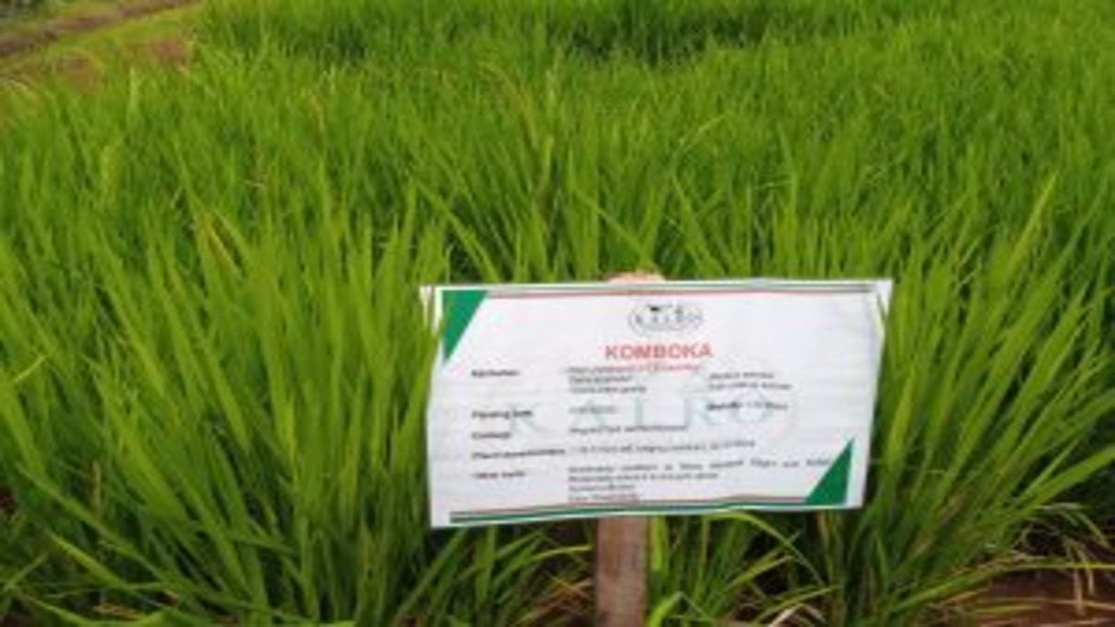KALRO develops high-yielding, climate smart rice varieties as GM crops receive a nod from researchers