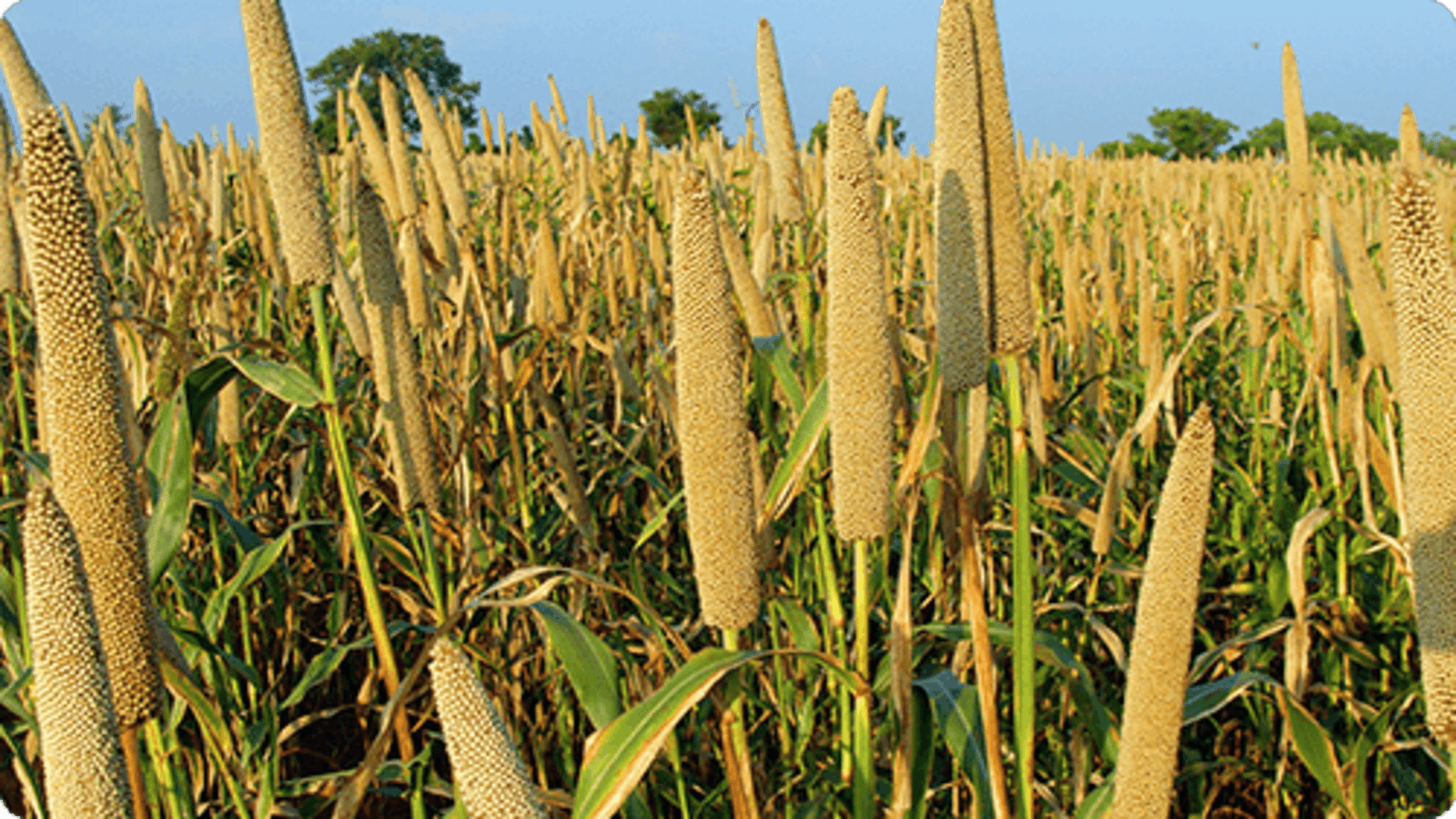 Nigeria develops new climate-smart sorghum and pearl millet varieties