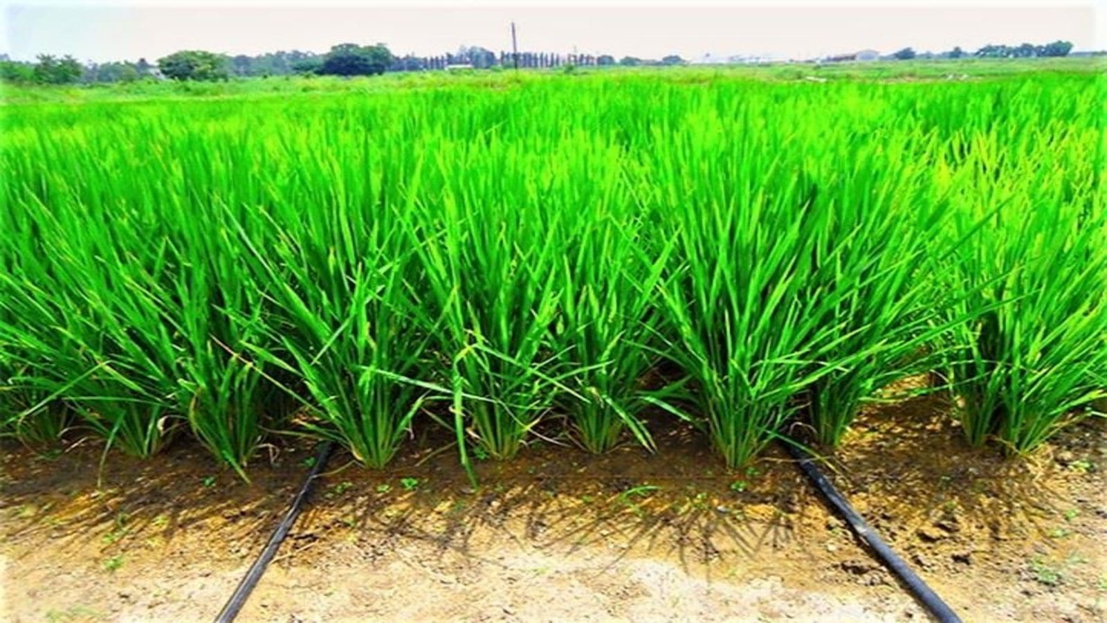 Zanzibar invests in irrigation and modern technology to boost rice production