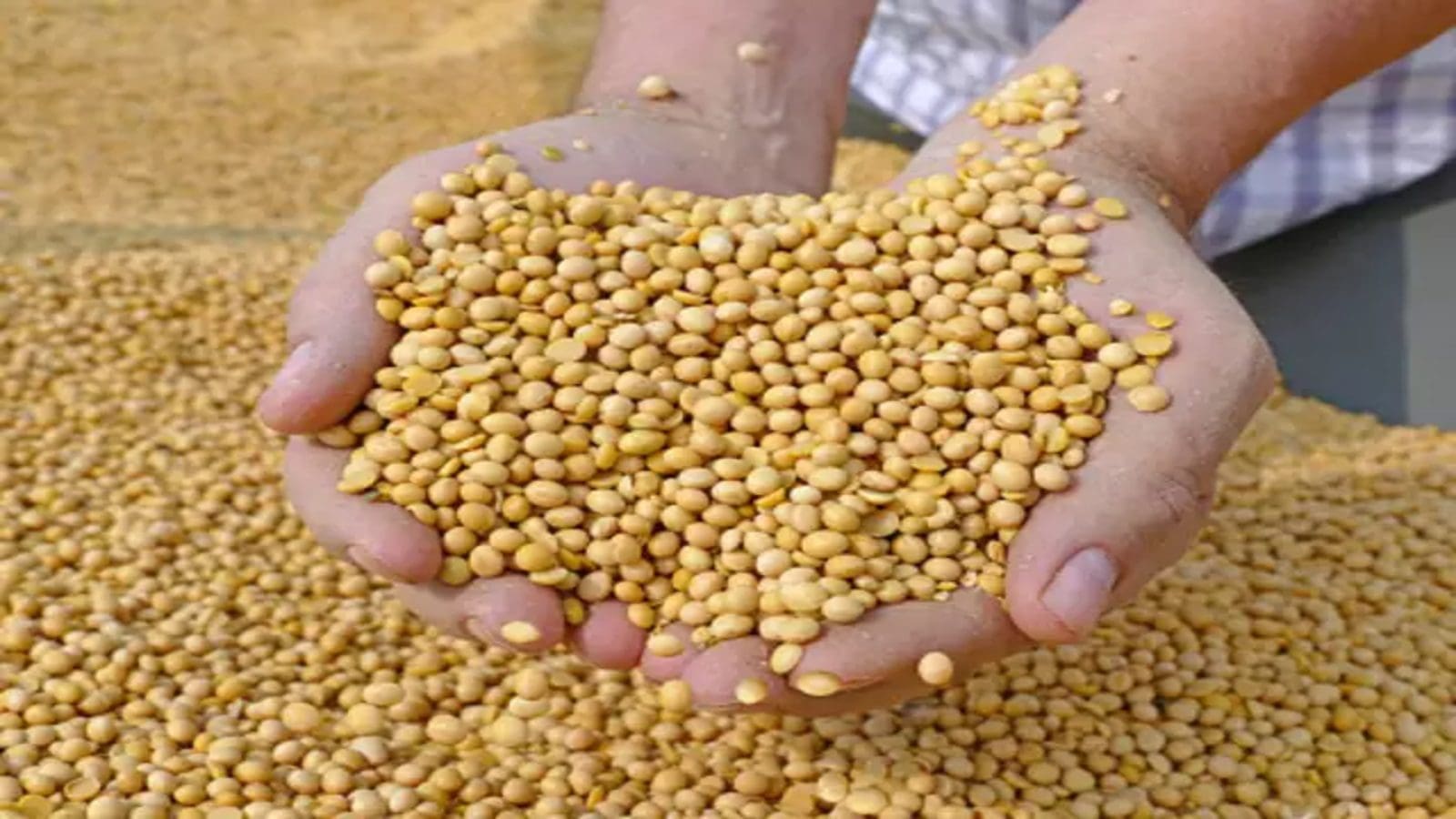 China expands its soybean hectarage to 10.6 million as it strives to achieve self-sufficiency