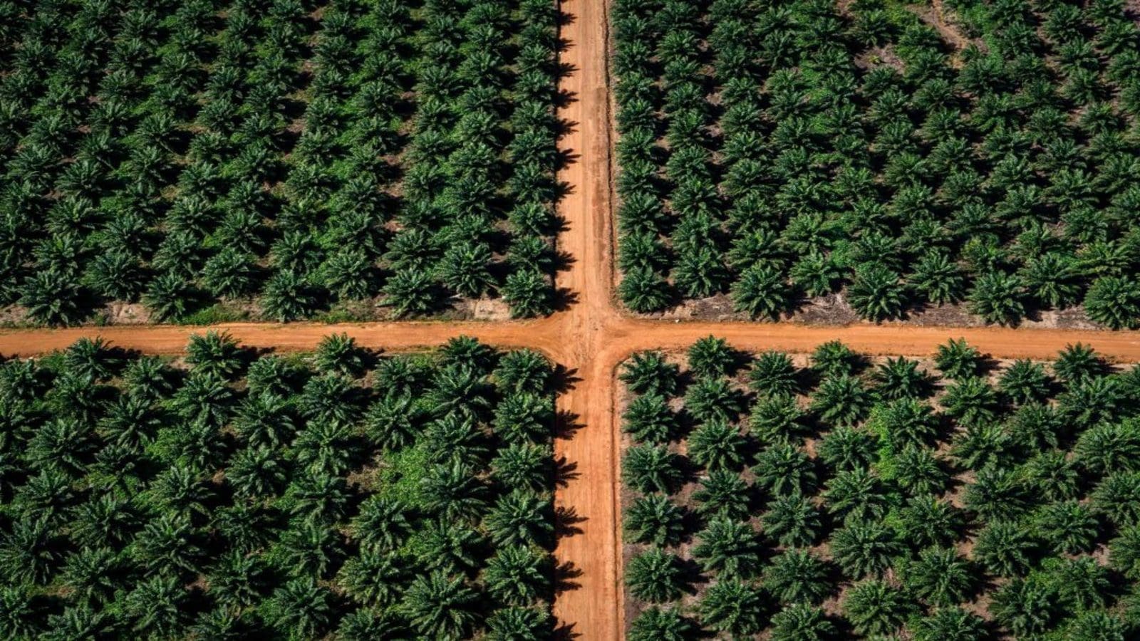 Indonesian government restricts palm oil exports to secure local supplies amid crisis