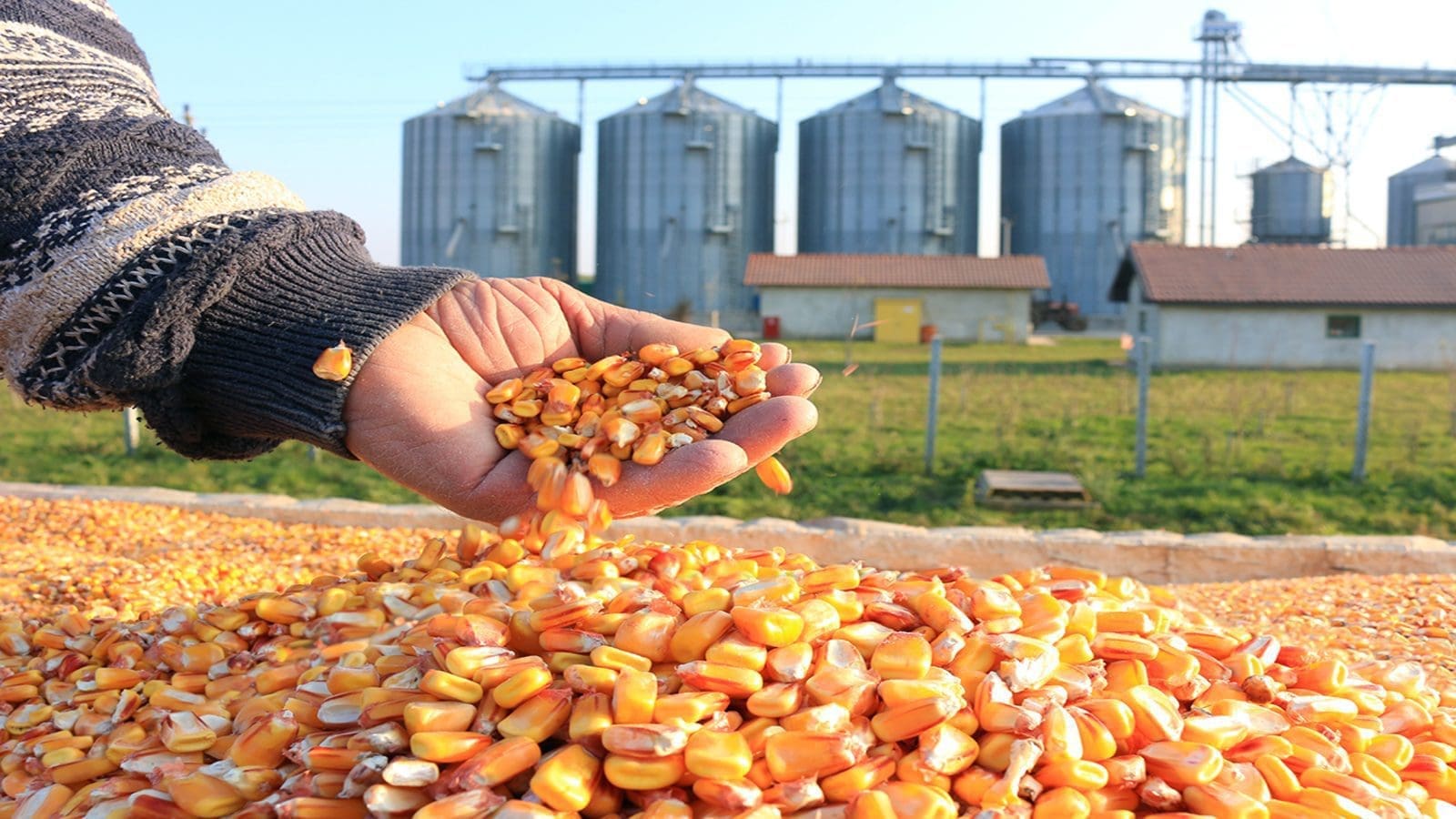 Brazil set for another record-breaking grain harvest in 2023, corn production forecast up by 8%