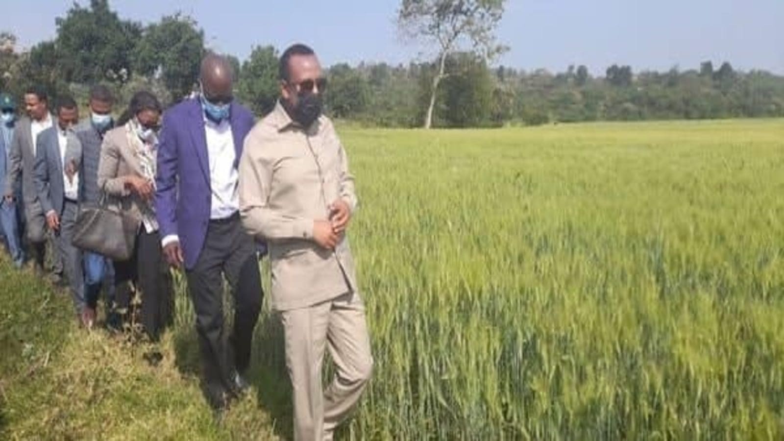 Ethiopia embarks on a program to feed neighbors after achieving wheat self-sufficiency