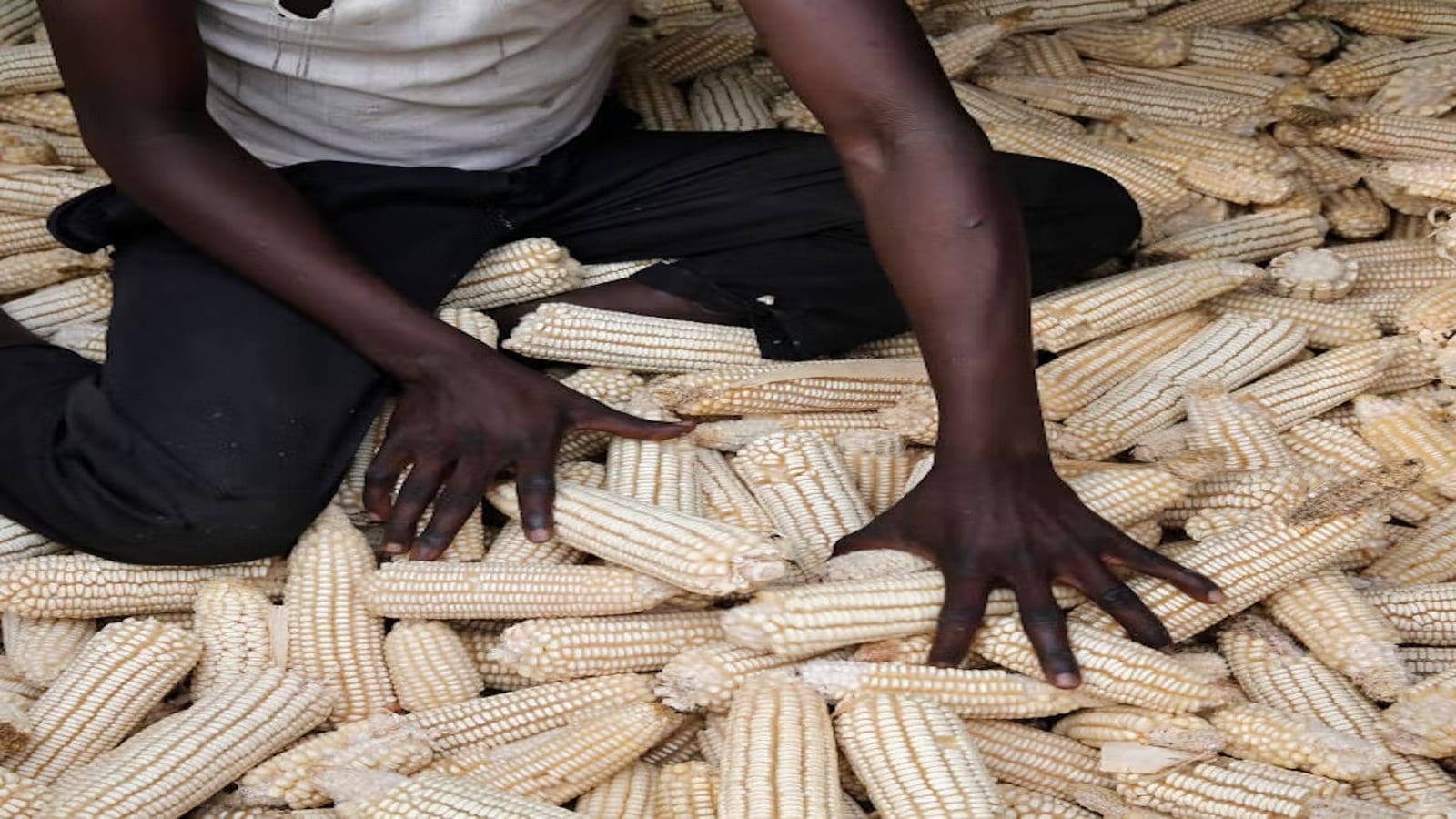 Uganda earns US$20.48M from December 2022 maize exports: Ministry of Finance report shows