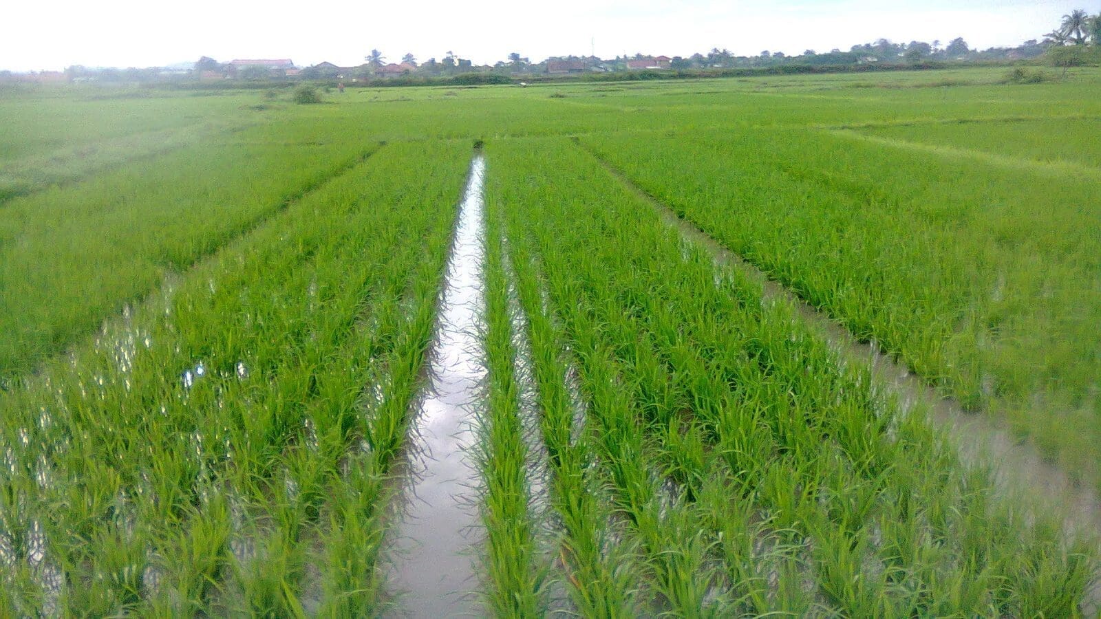 Zanzibar forecast a threefold increase in rice production as irrigation efforts start to bear fruit