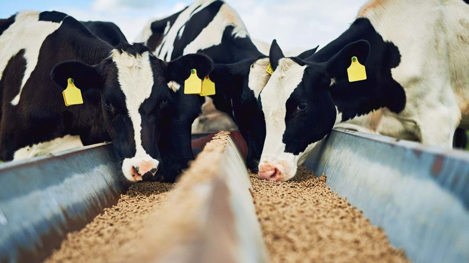 Elanco Animal Health and Cattler Corporation partner on data solutions for cattle feeders