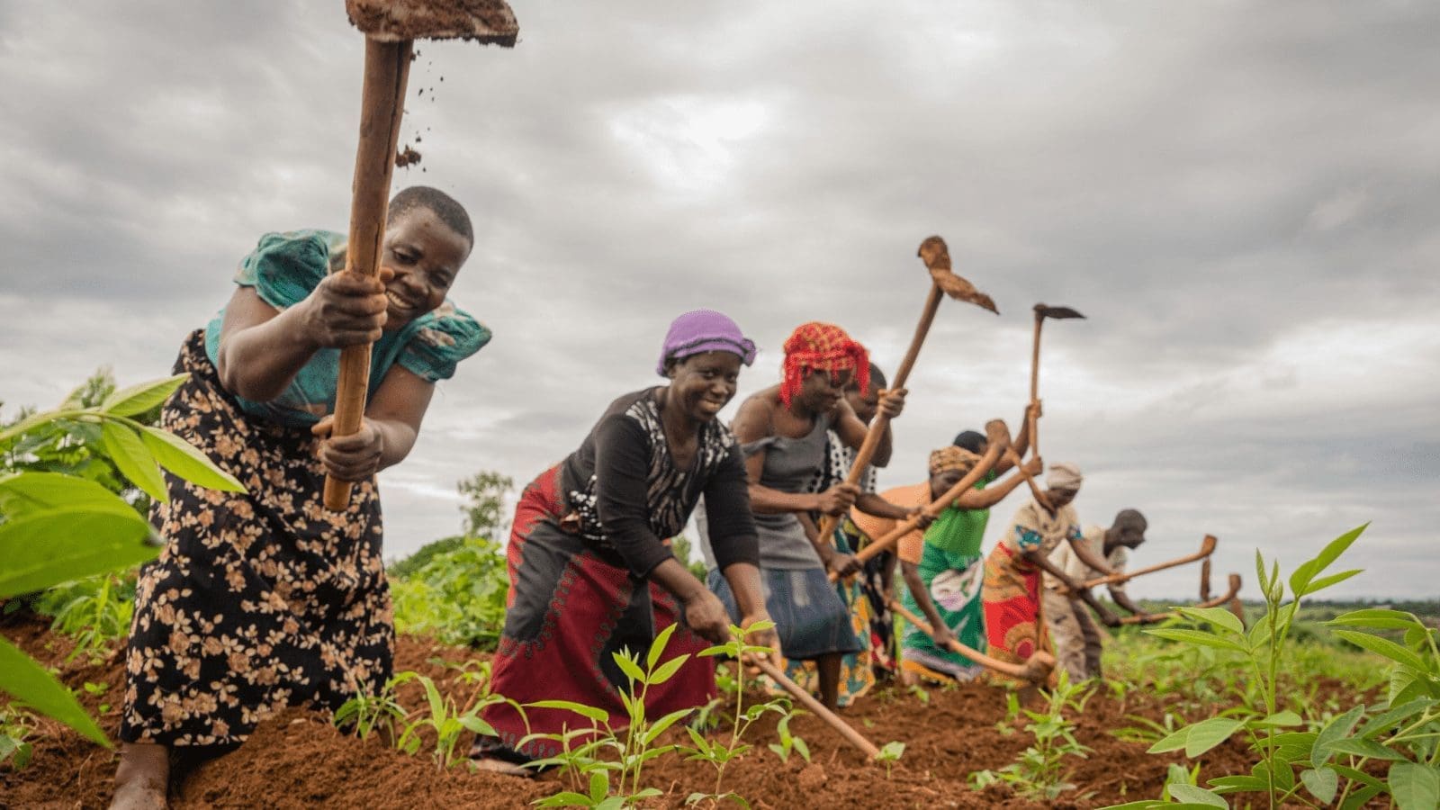 African Development Bank to mobilize US$10 billion to boost food production in Africa