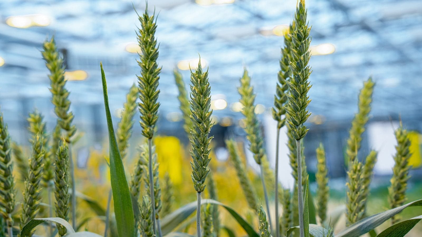 Gene-editing breakthrough identifies “temperature tolerance” factor for wheat protection