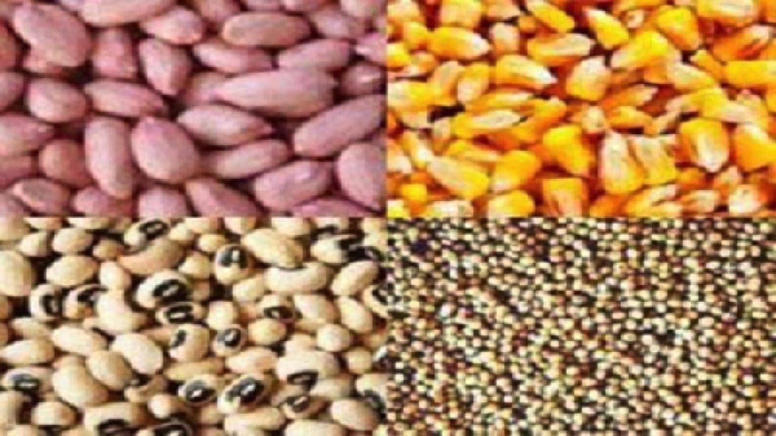 Zimbabwe projects cereal production to surpass 3M tonnes for the 2023/
