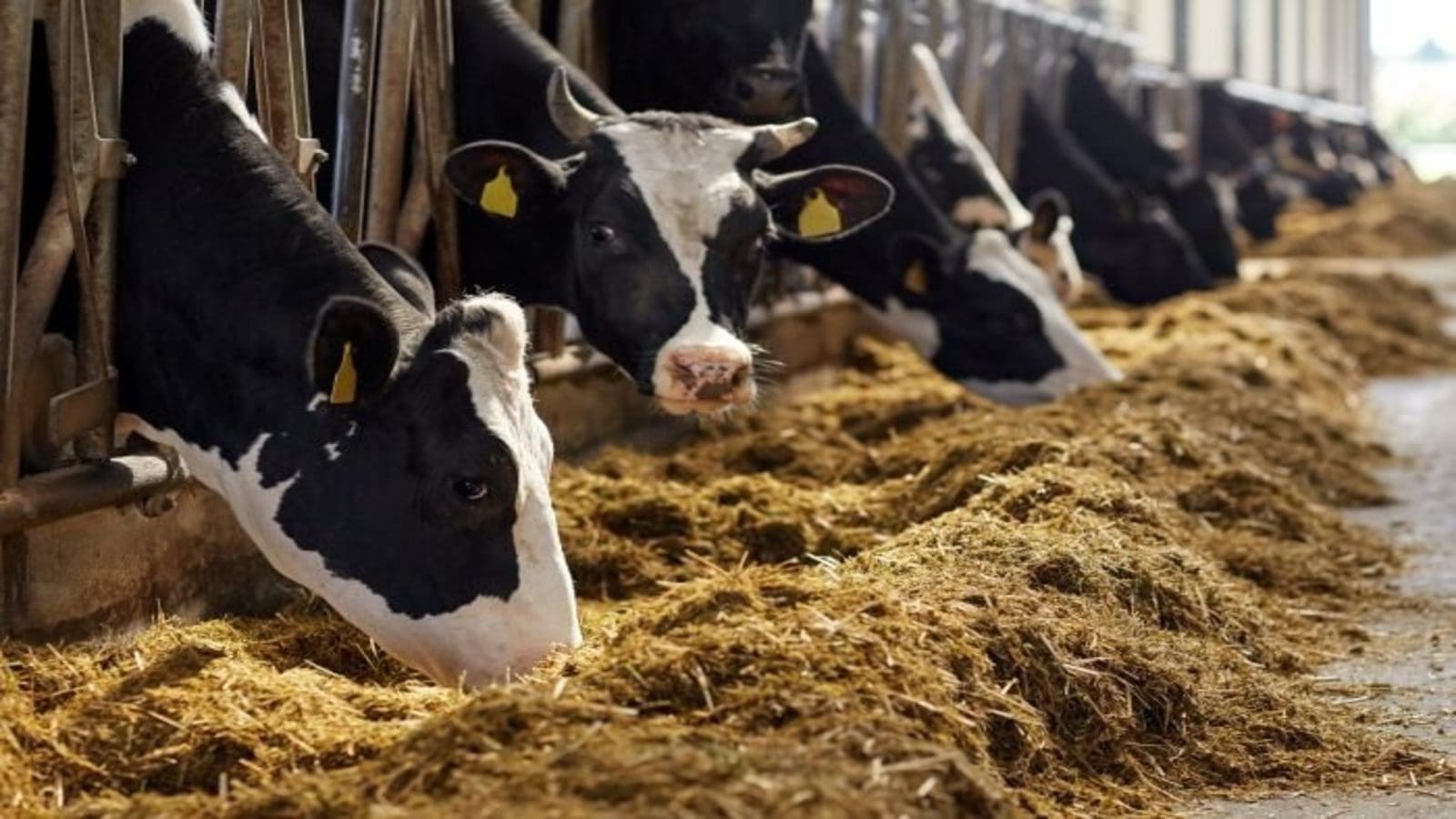 European Union faces second consecutive year of feed production decline