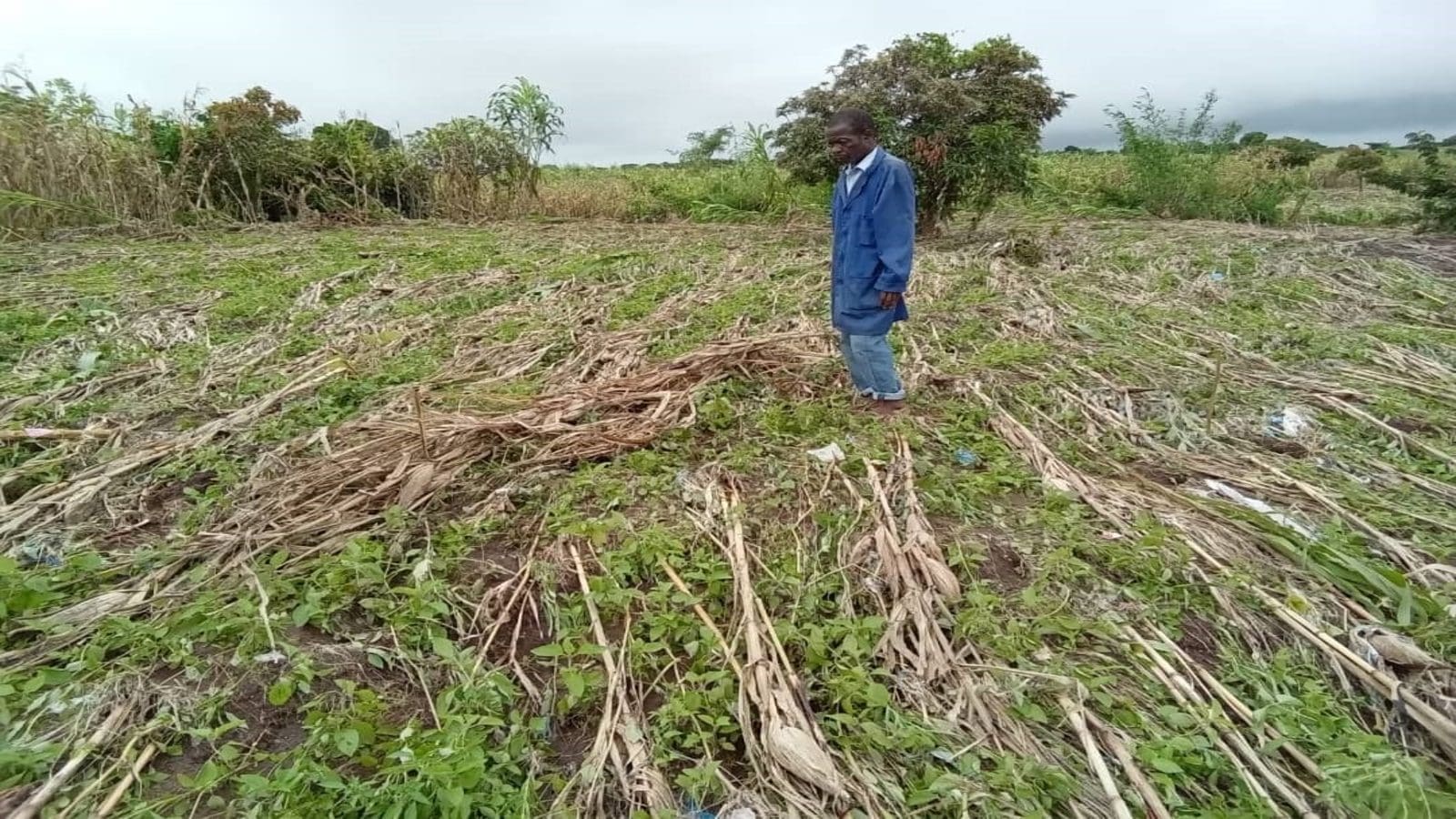 Cyclone Freddy claims 2,000 hectares of crops in Mozambique as Zimbabwe donates 300 tonnes of maize meal to Malawian victims