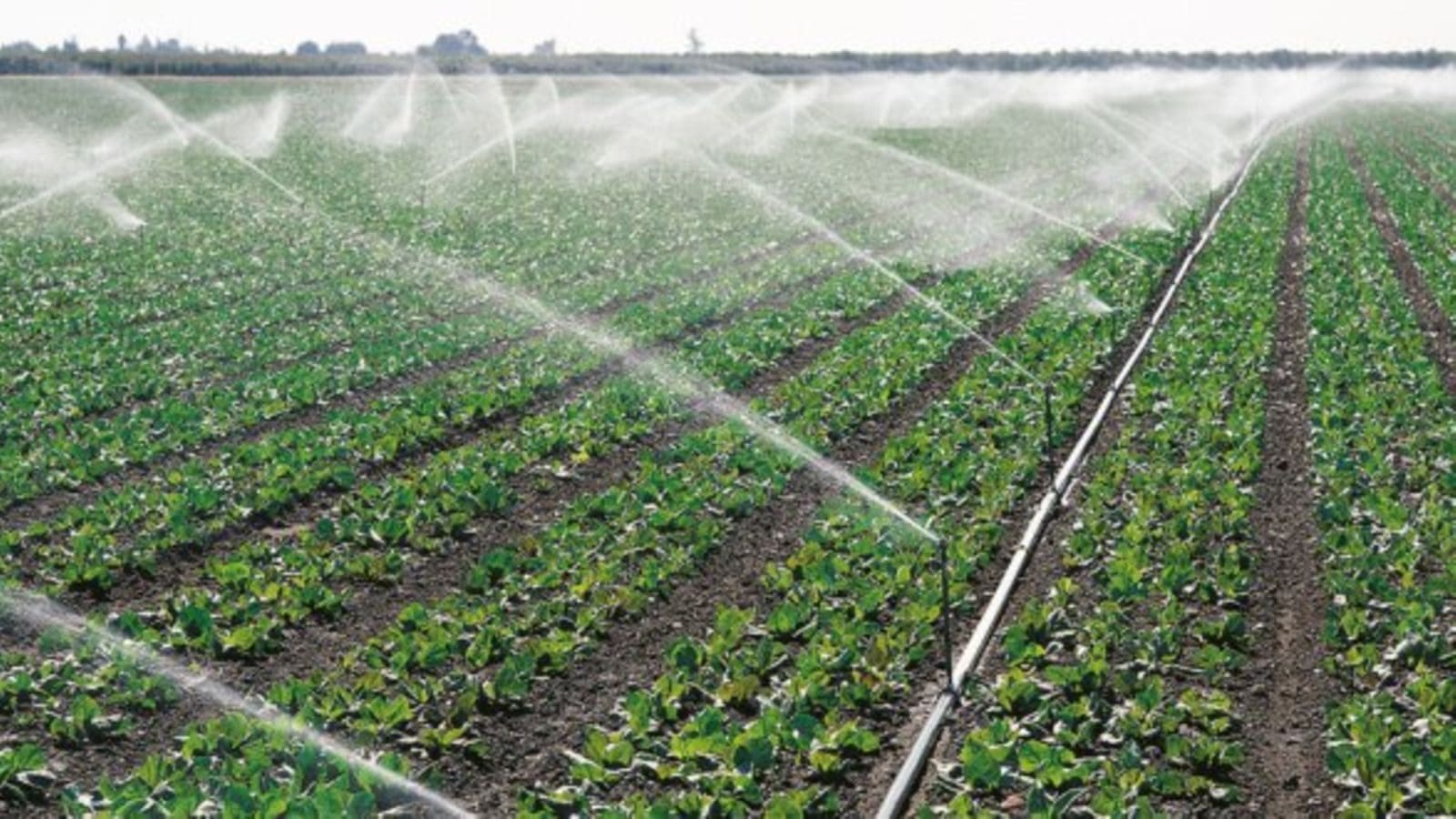 Tanzanian Agricultural Agency invests in irrigation infrastructure to expand capacity to produce improved seeds