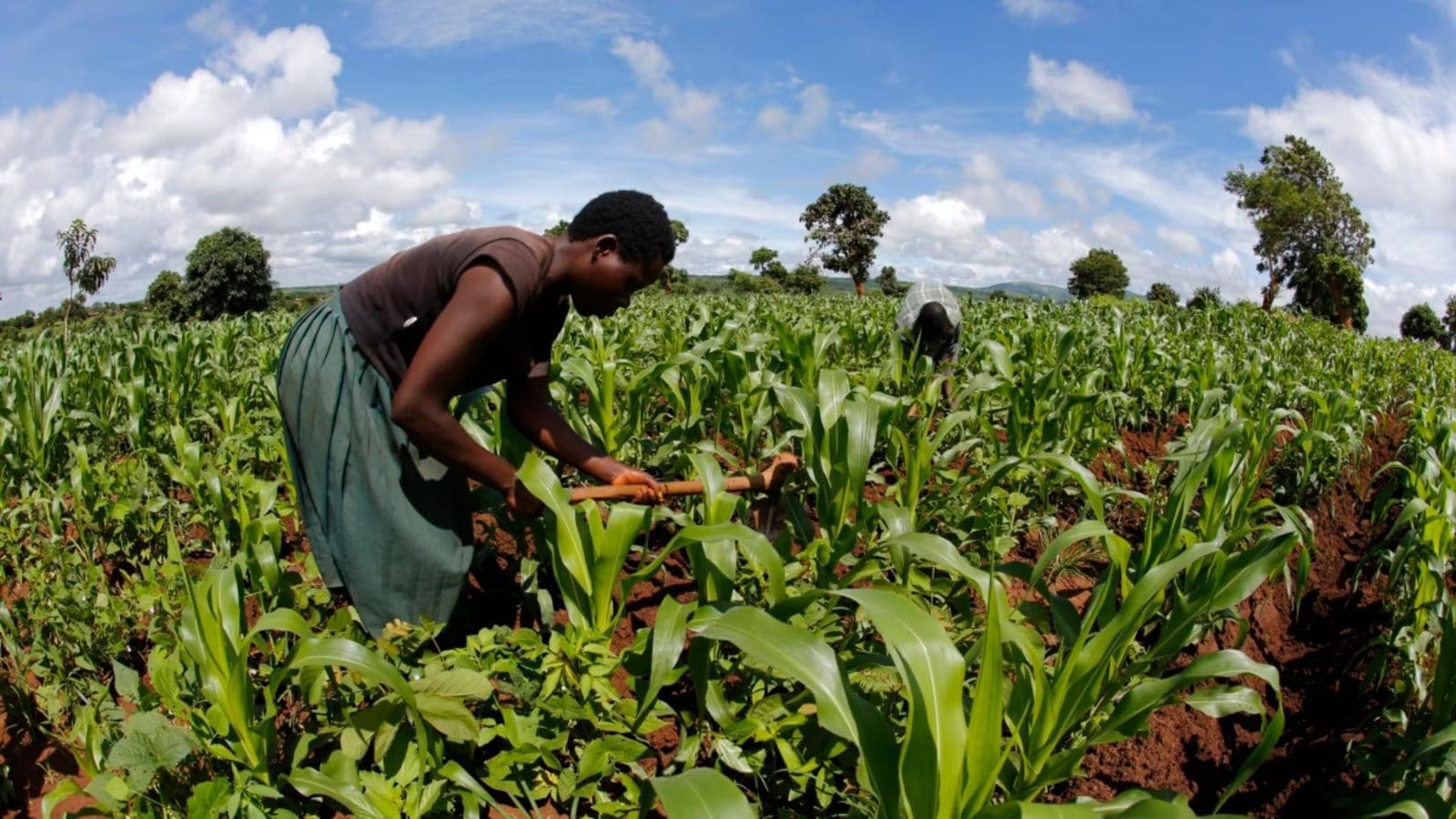 US$543m financing gap stands in the way of Malawi’s push to achieve sustainable agriculture by 2030