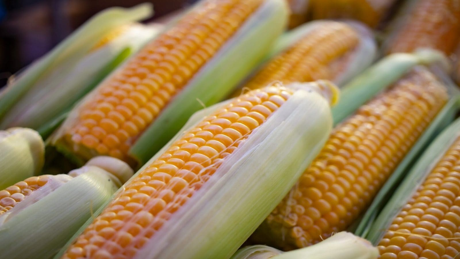US Trade Representative (USTR) requests talks with Mexico on GM corn import dispute