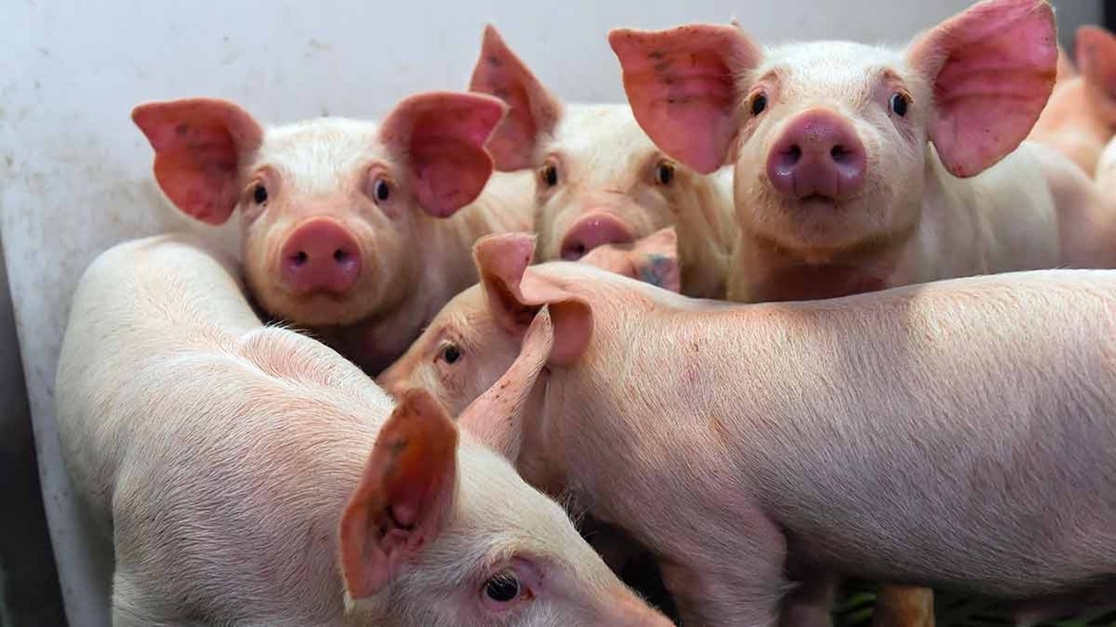 IFF launches enzyme blend for enhanced piglet diets  