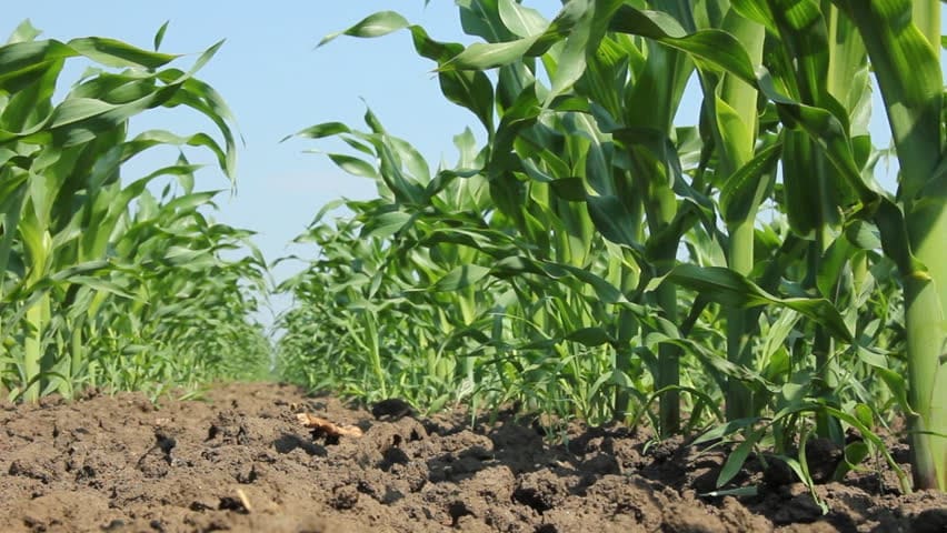 South Africa to produce 15.88M tonnes of corn in 2023: Crop Estimates Committee forecasts
