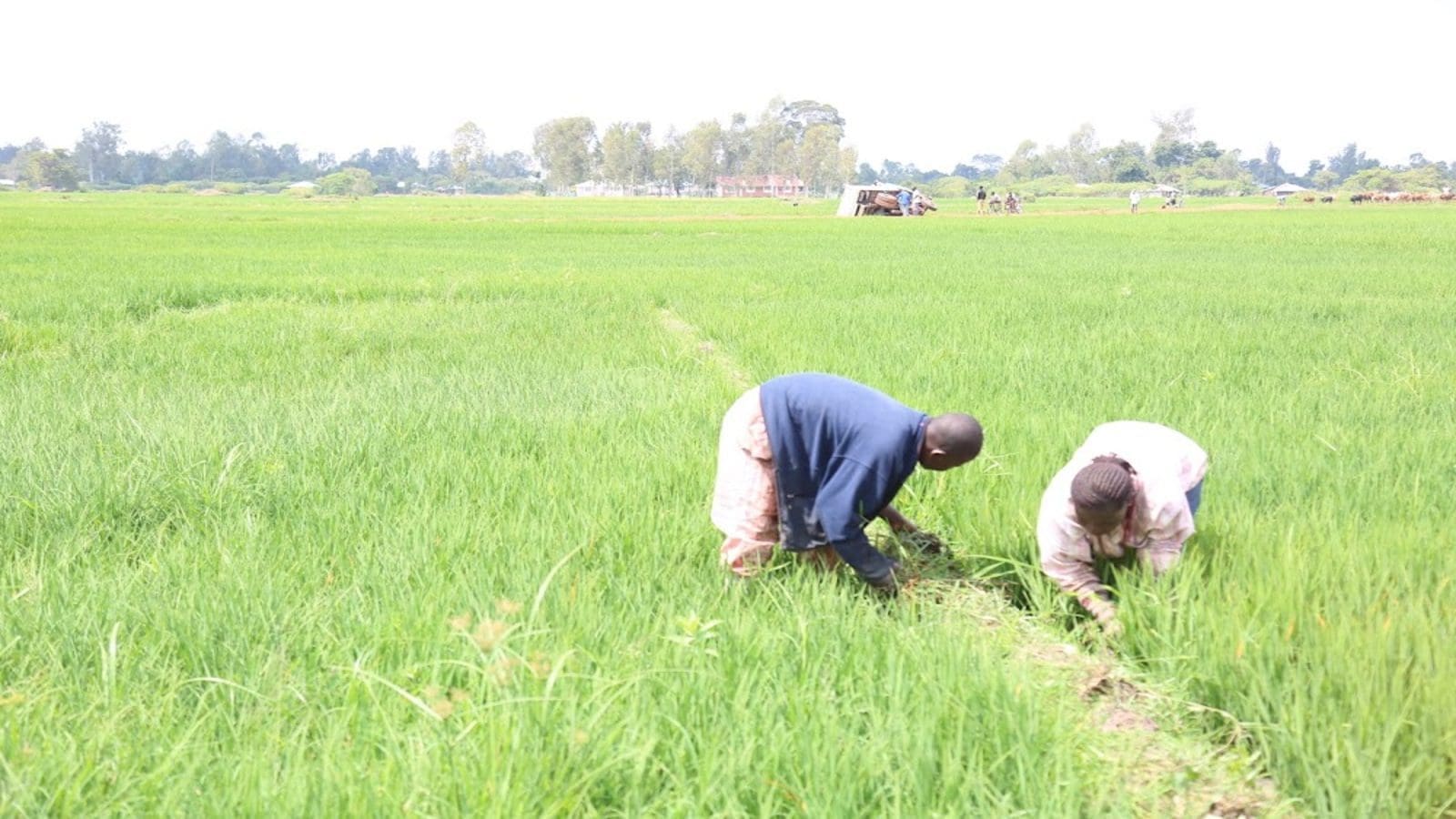 Uganda kickstarts construction of new rice irrigation schemes to boost local production