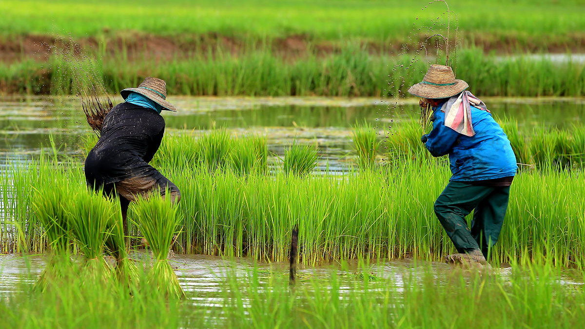 USDA raises Thailand rice production forecast, funds US rice resiliency research