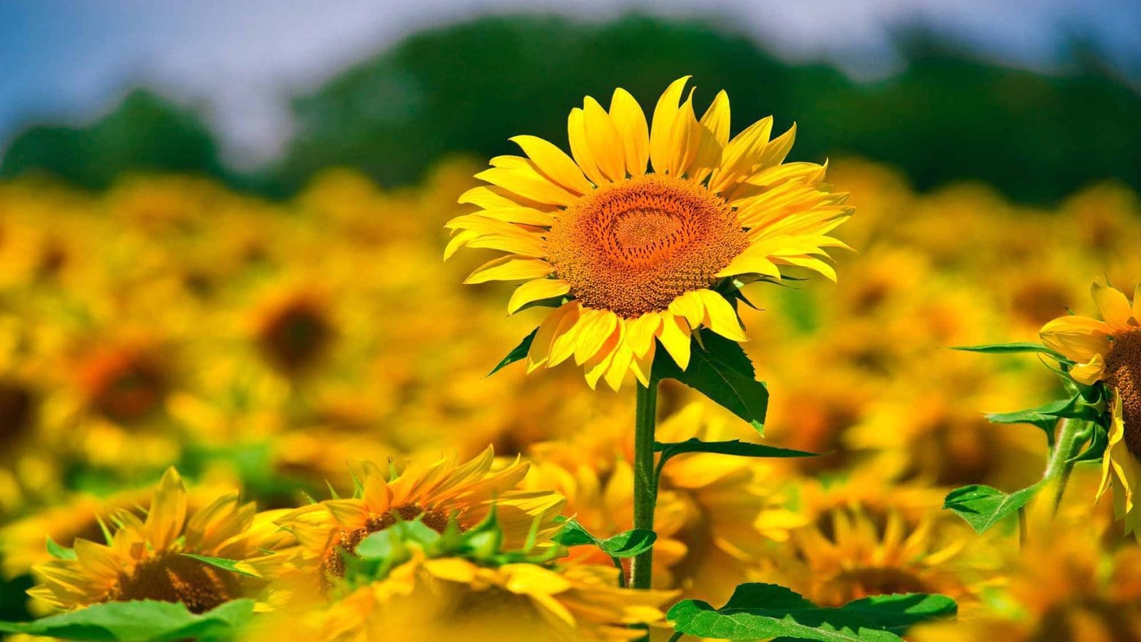 Inadequate sunflower seed imports could hamper Russian production in 2023