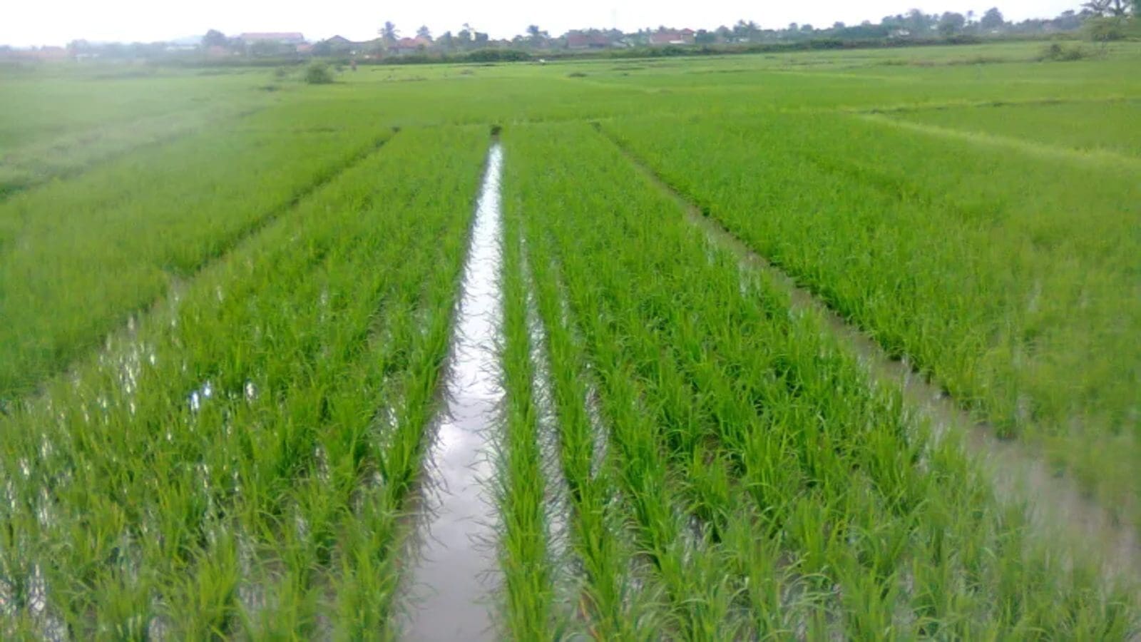Kenyan National Irrigation Authority to install a modern electric pump aimed at boosting rice production in West Kano