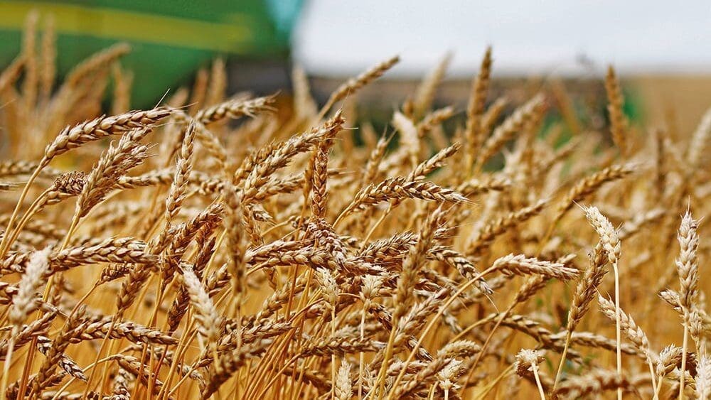 Australia poised to lower wheat forecast as El Nino curbs output 