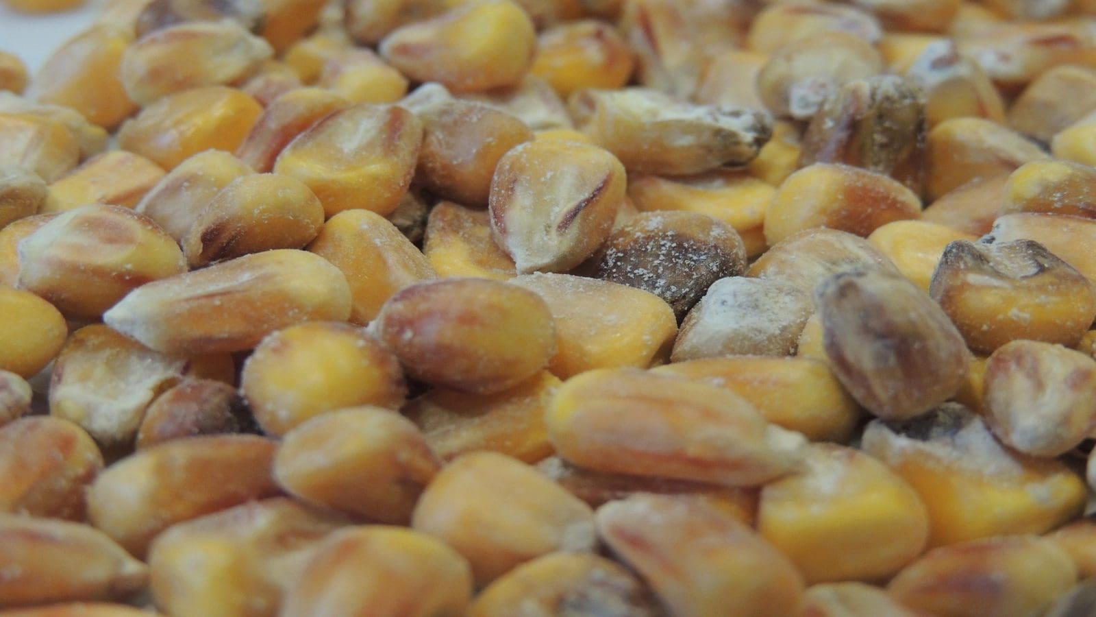 Aflatoxin biocontrol technology sheds light on maize and groundnut farmers in Tanzania