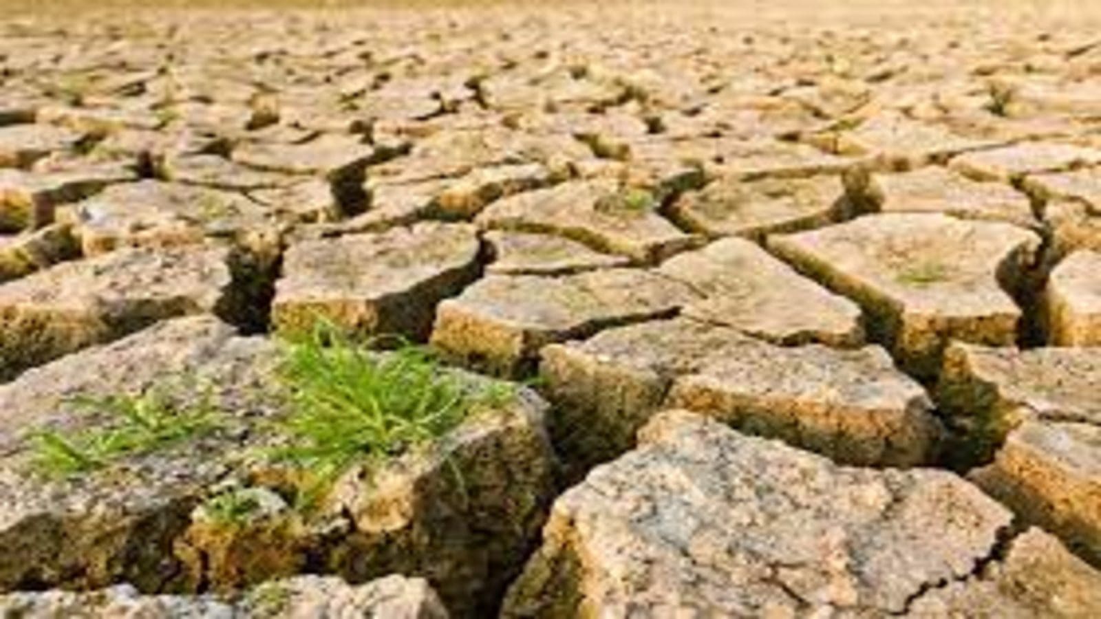 Tunisia’s grain production in jeopardy following severe drought