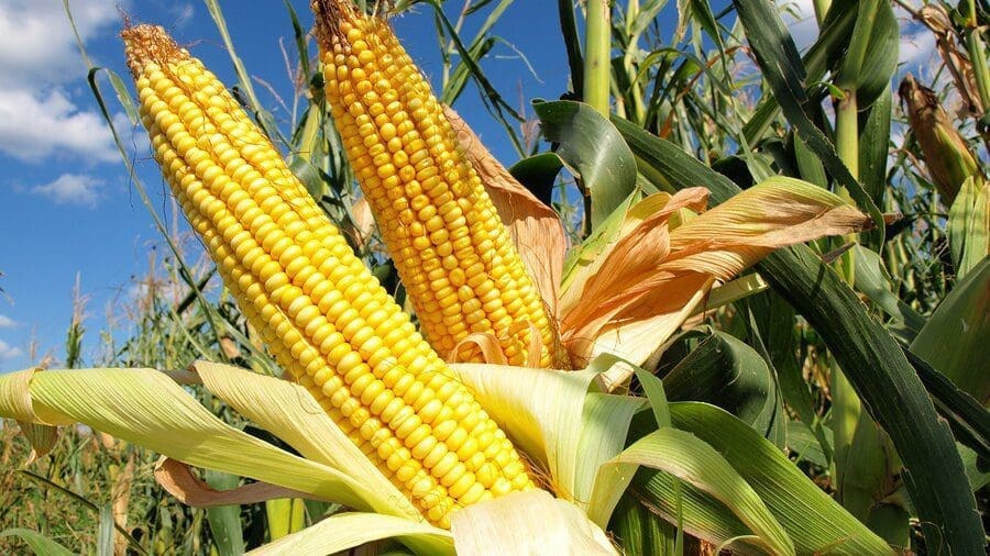 China’s corn production surges on improved yields