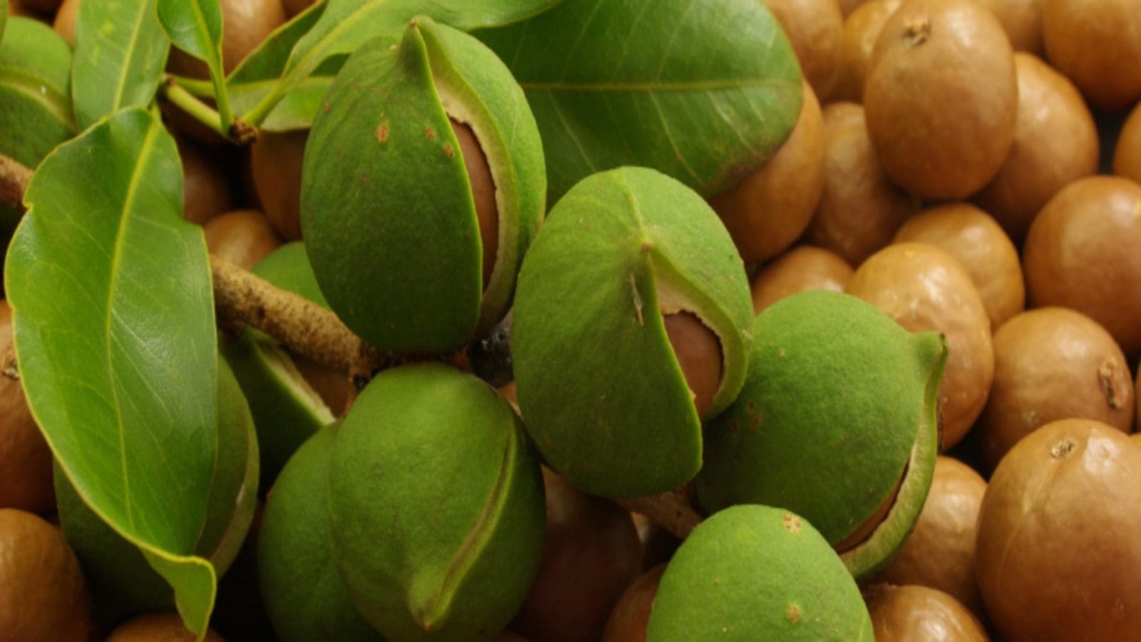Government seeks unconventional macadamia uses to boost farmers ...