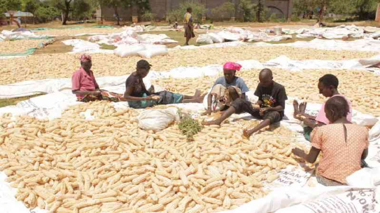Angolan maize prices ease by 41% on the back of the 2022/2023 agricultural campaign
