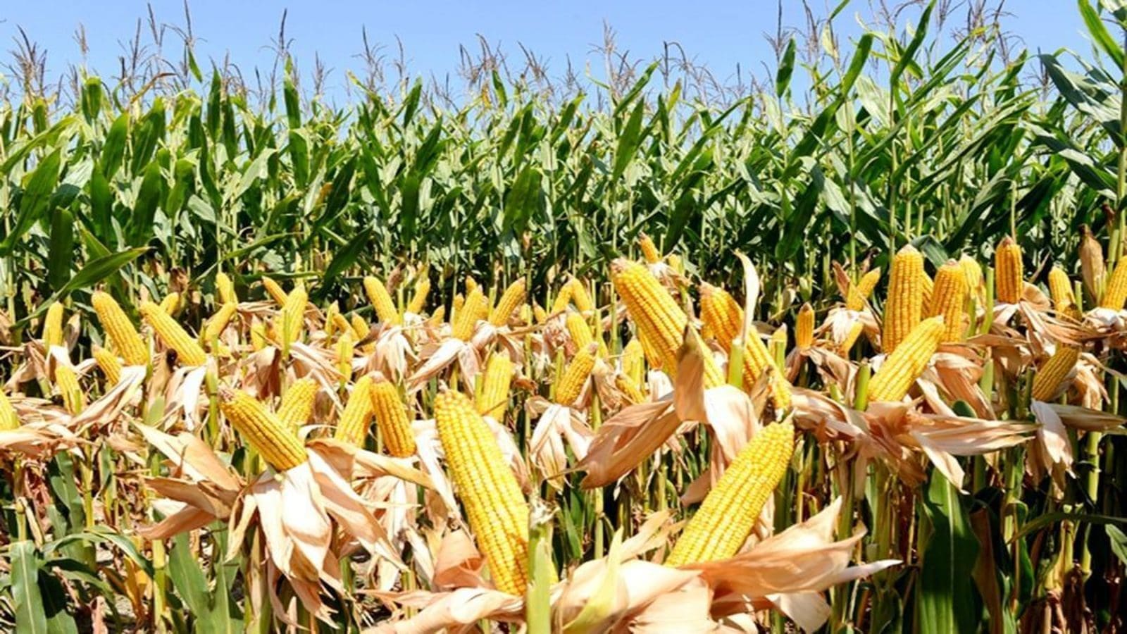 Madagascar signs deal with the Zimbabwean seed company to produce new high-yield maize seeds