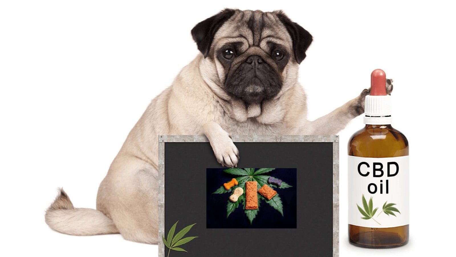 Hong Kong government bans CBD, drives CBD pet products providers out of business