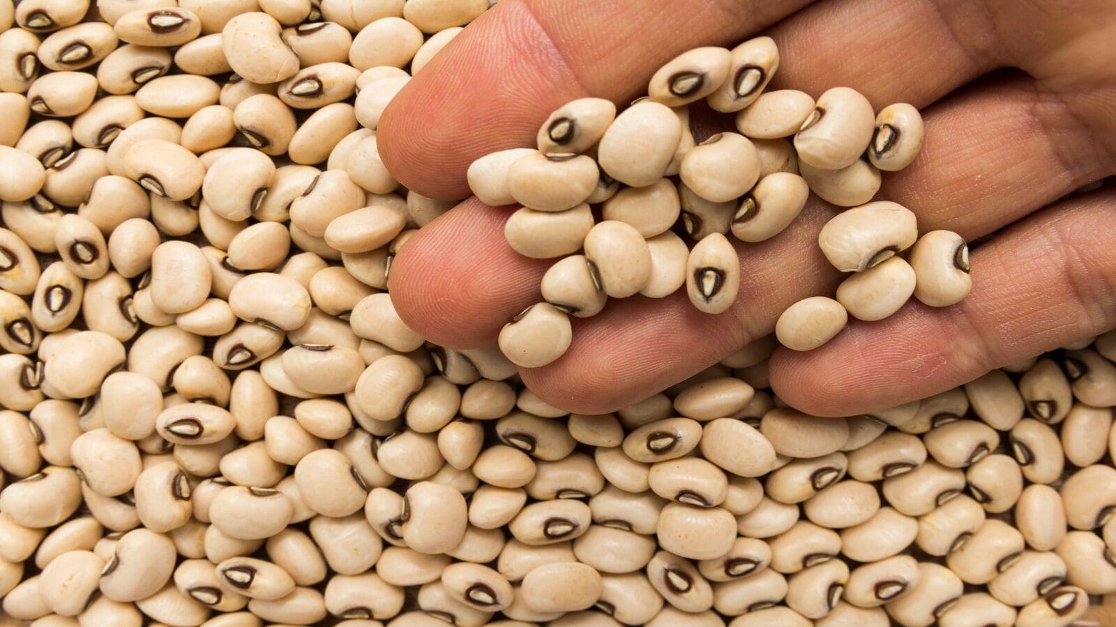 Ghana’s cowpea production reached a historic level in 2022-USDA