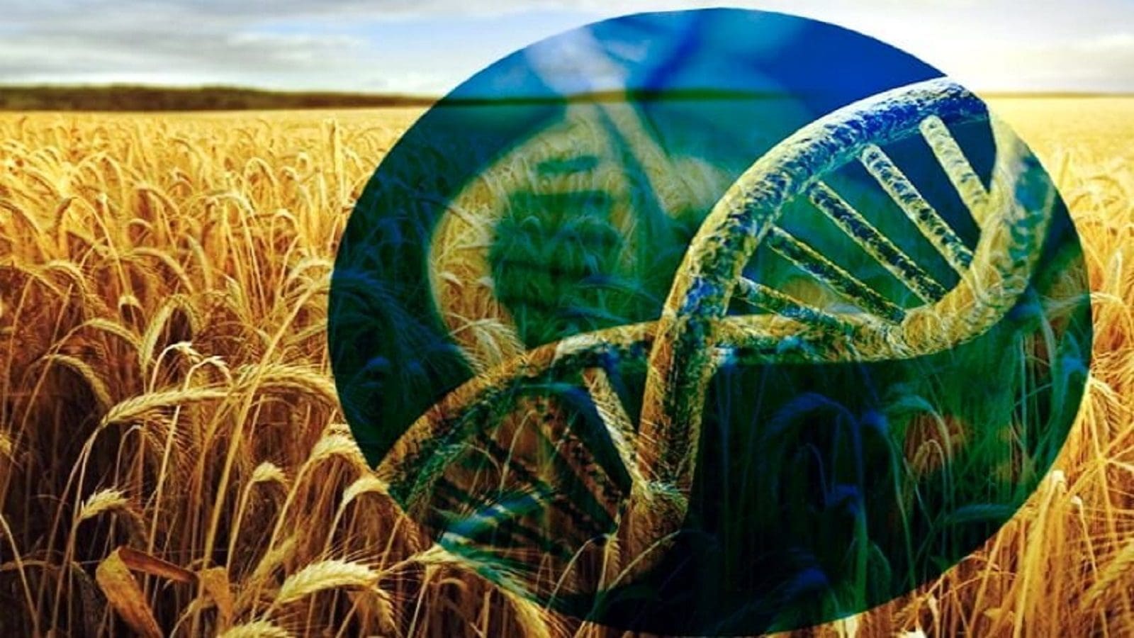 Argentine Bioceres to bolster drought-resistant HB4 wheat sales through marketing partnerships