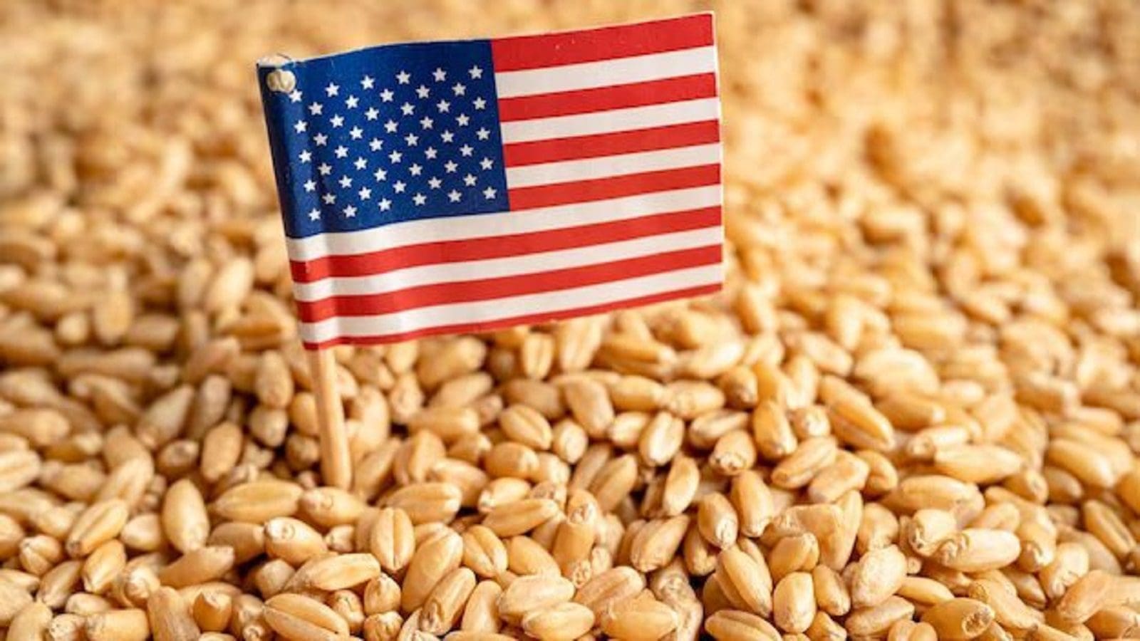USA to register its smallest wheat harvest since 1957 in year 2023/24: USDA