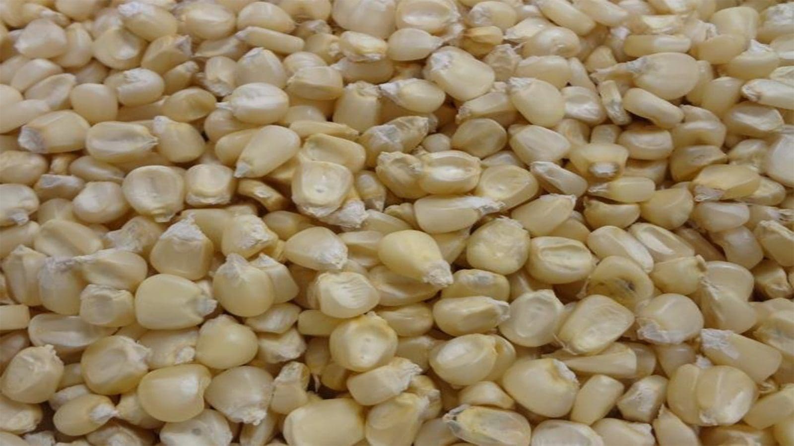 Zambia bans maize export to protect local supply amid drought