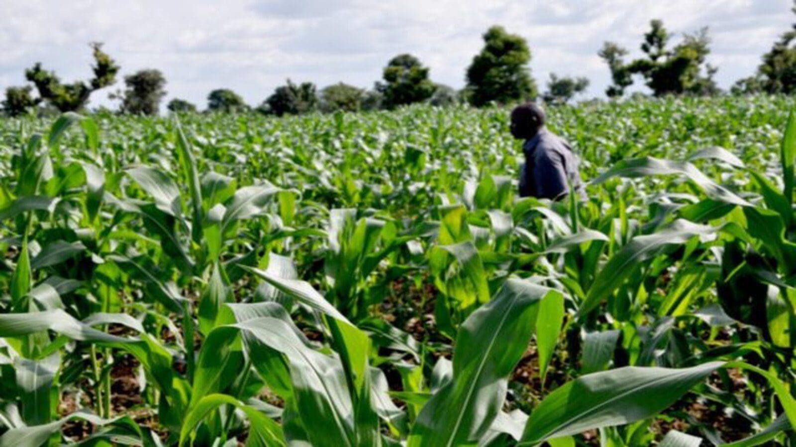 Angola to implement Agriculture Sector Reform Programme with AfDB support