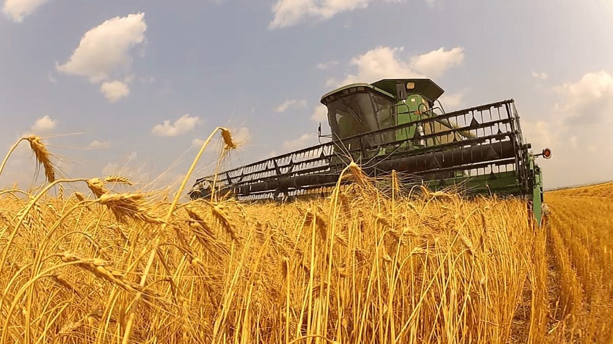 Argentina’s wheat production to boomerang after a lamentable summer harvest: USDA