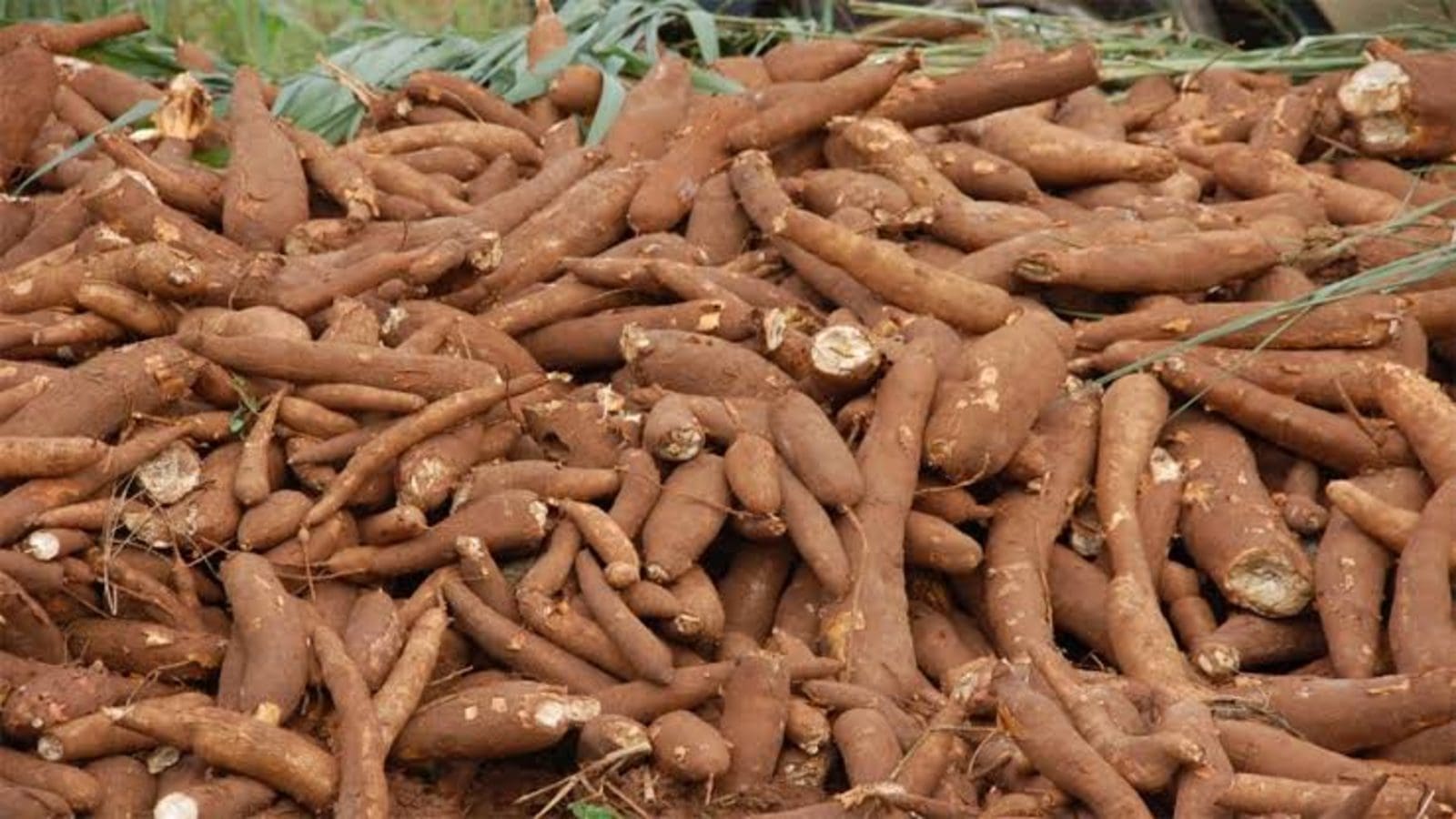 Kenya to host National Cassava Conference and Exhibition 2023 to promote production