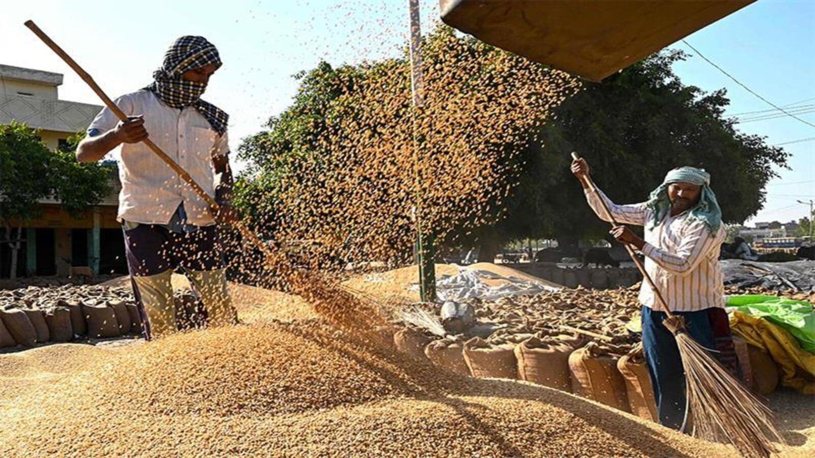 Egypt embarks on local wheat procurement, targets 3.5M tonnes